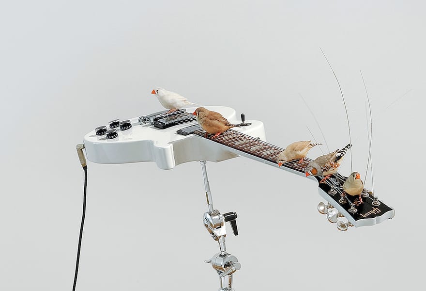 guitarbirds2