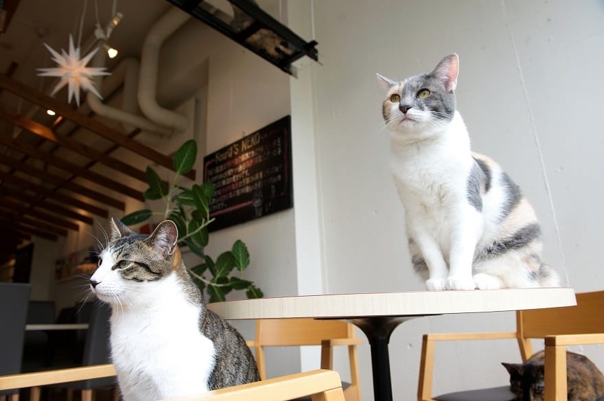 Cat_Cafe_1_melanie_koCreativeCommons2