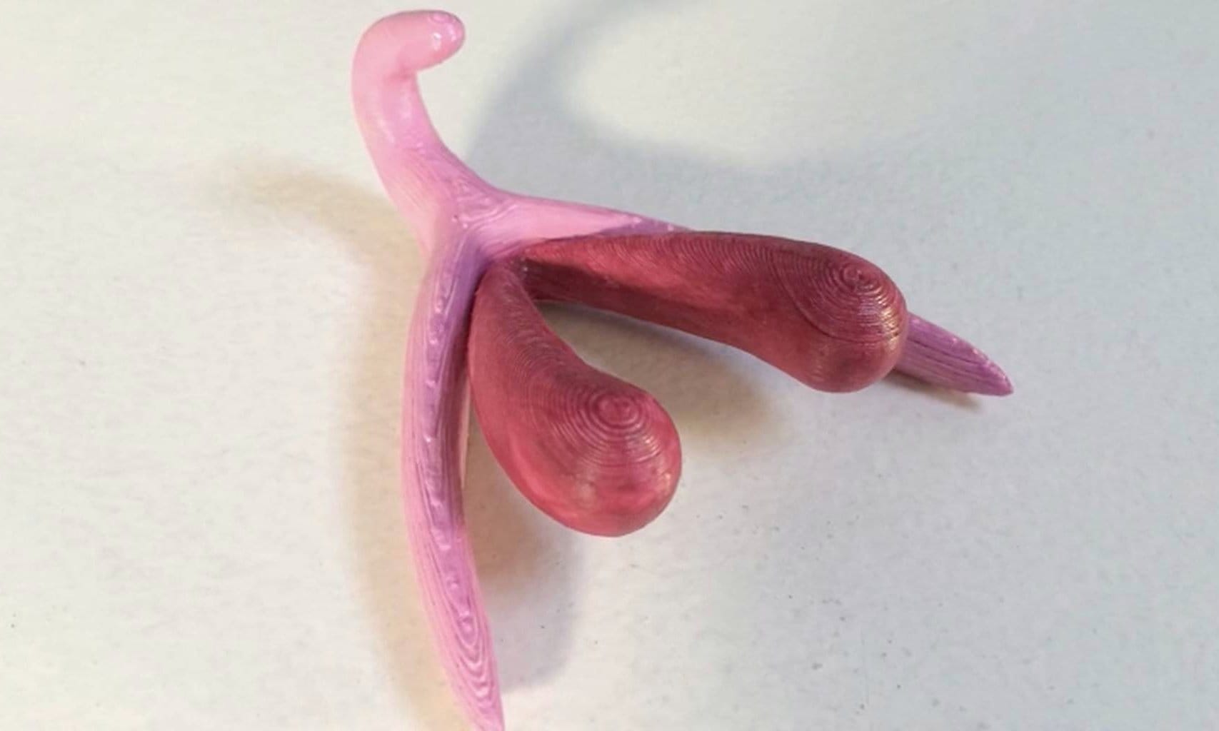 3D printed clitoris